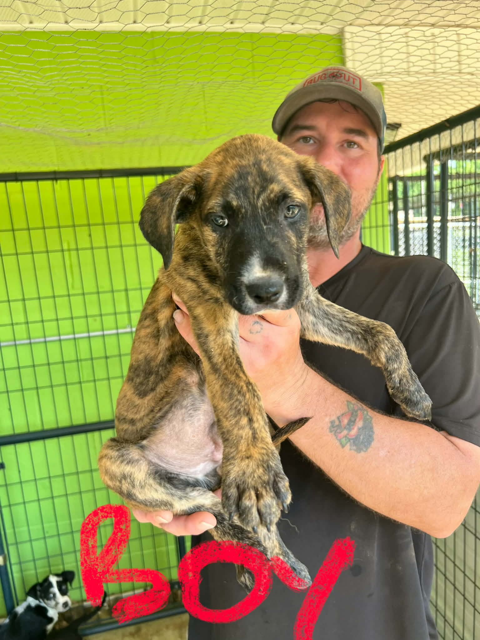 King Ny-Sarah - Cane Corso Mastiff