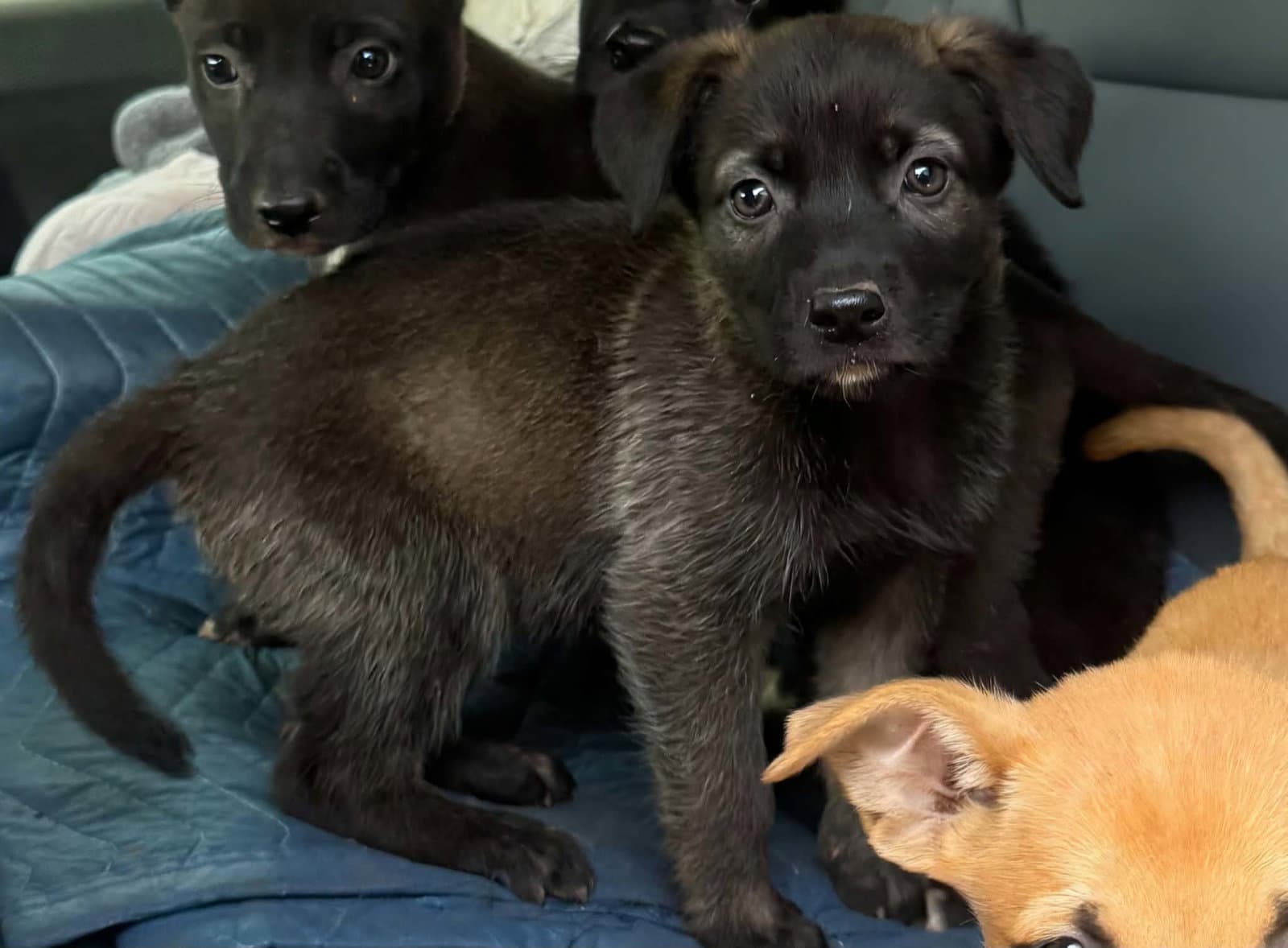 Moxie Ny-Sarah - Labrador Retriever
