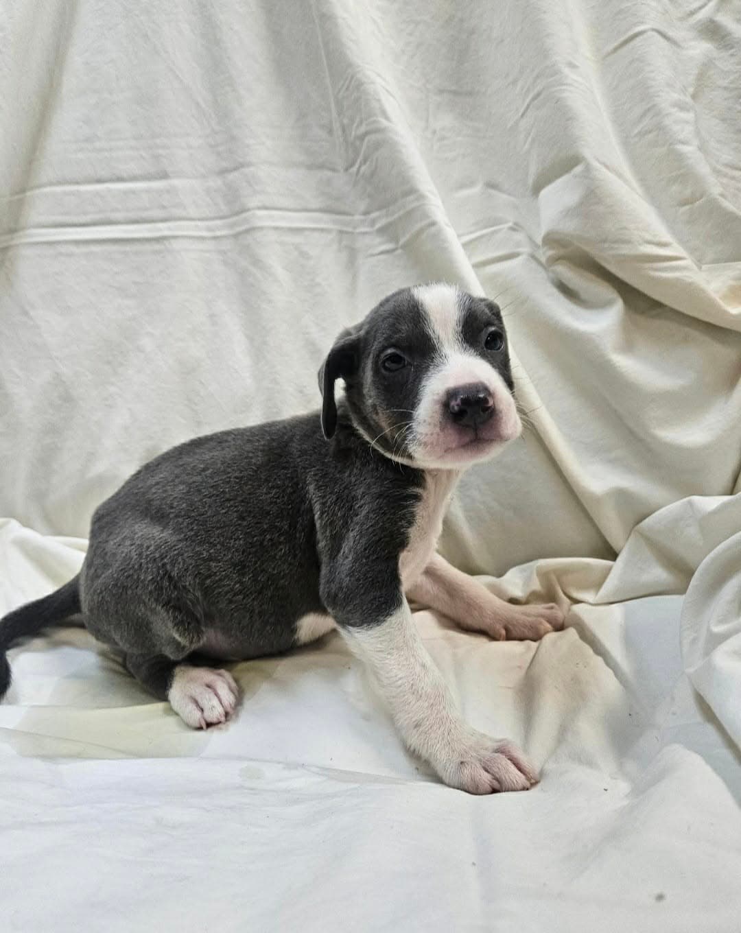 Hope Ny-Sarah - Pit Bull Terrier