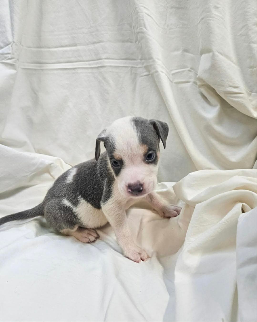 Ziggy Ny-Sarah - Bulldog