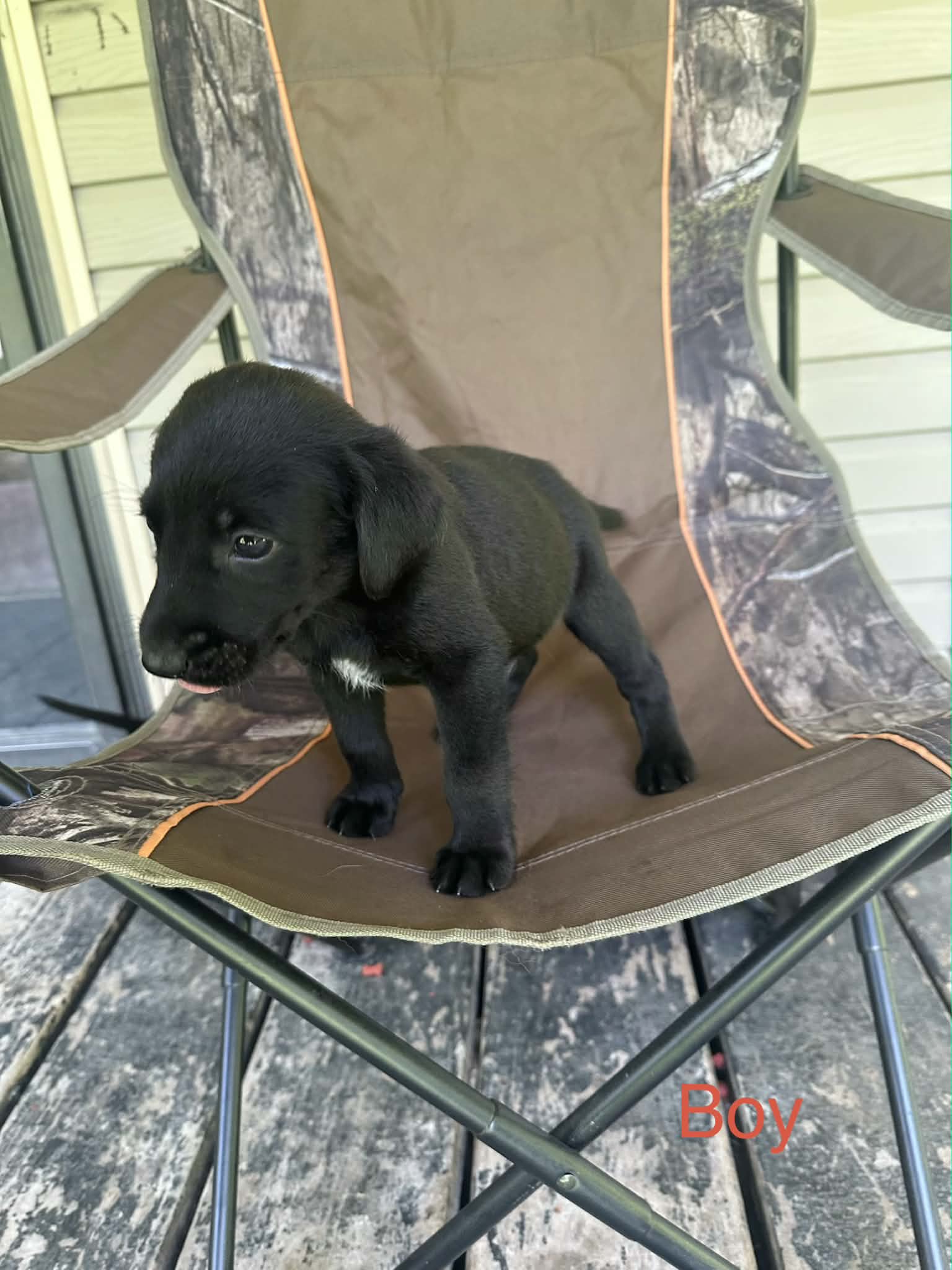 Troy Ny-Sarah - Labrador Retriever