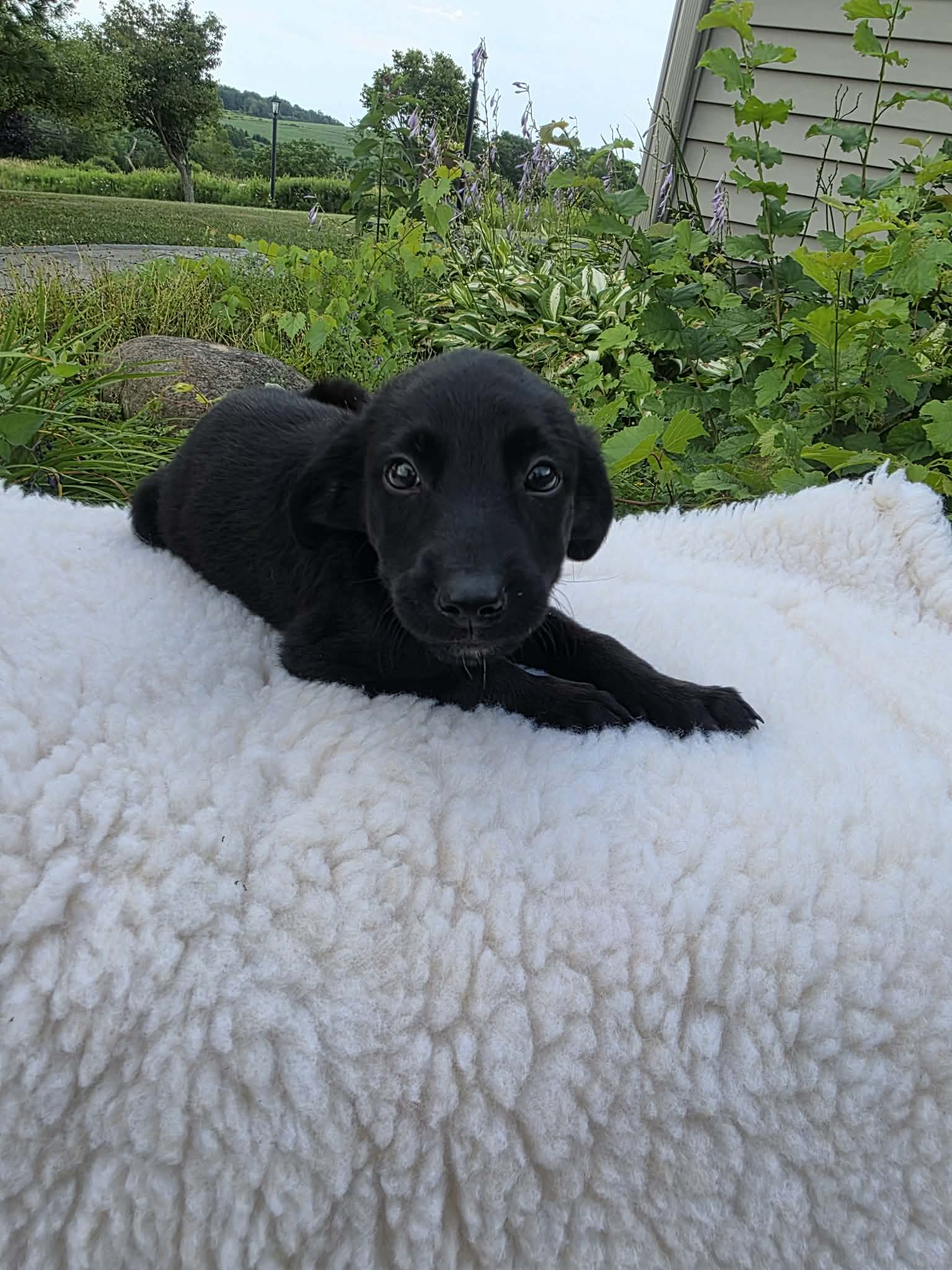 Teller Ny-Danielle - Labrador Retriever