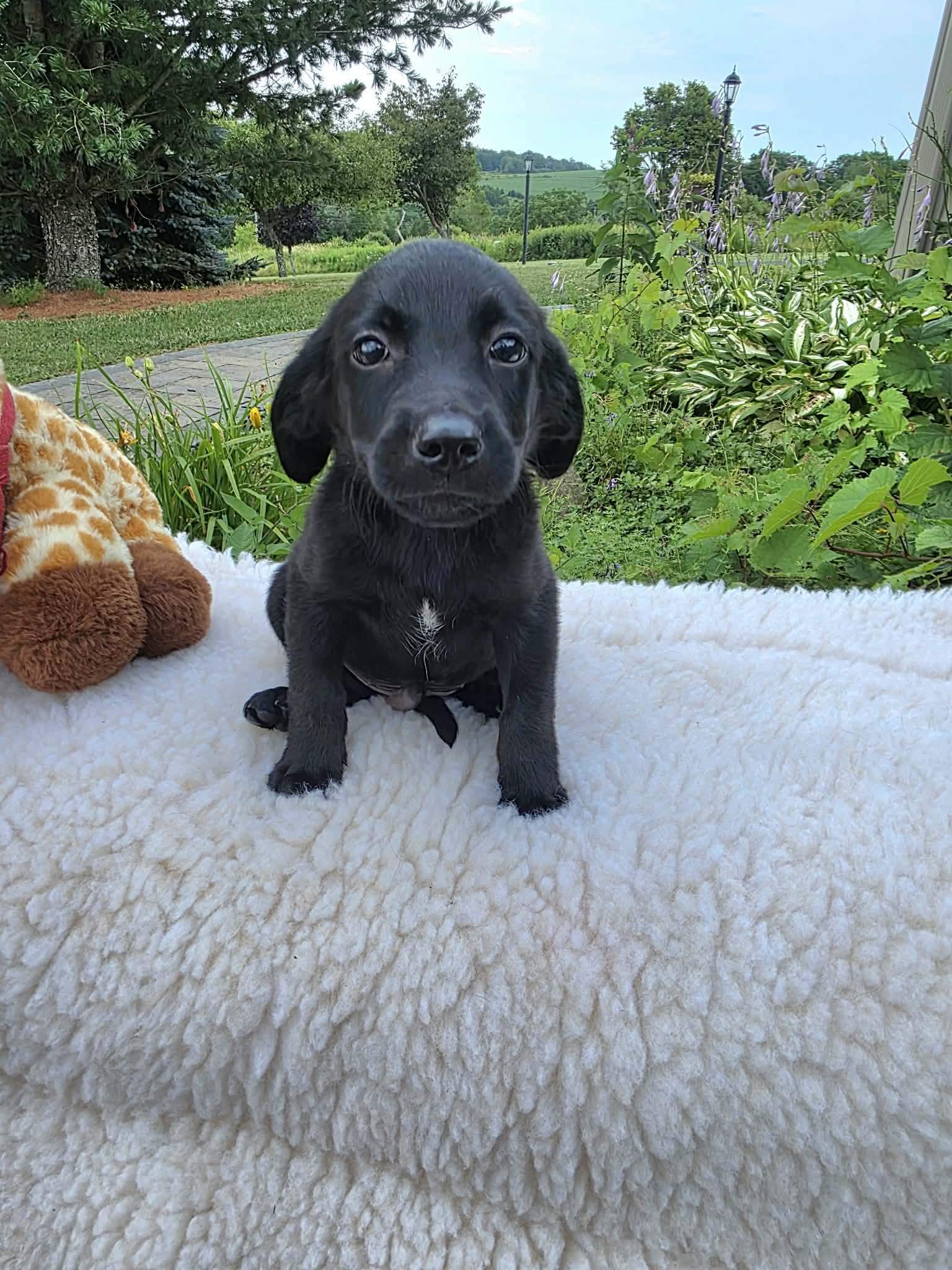 Toby Ny-Danielle - Labrador Retriever