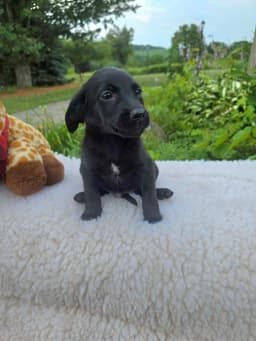 Toby Ny-Danielle image 2