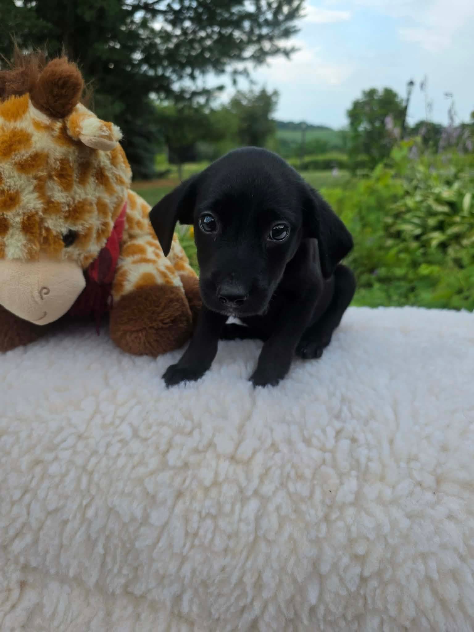 Troy Ny-Danielle - Labrador Retriever