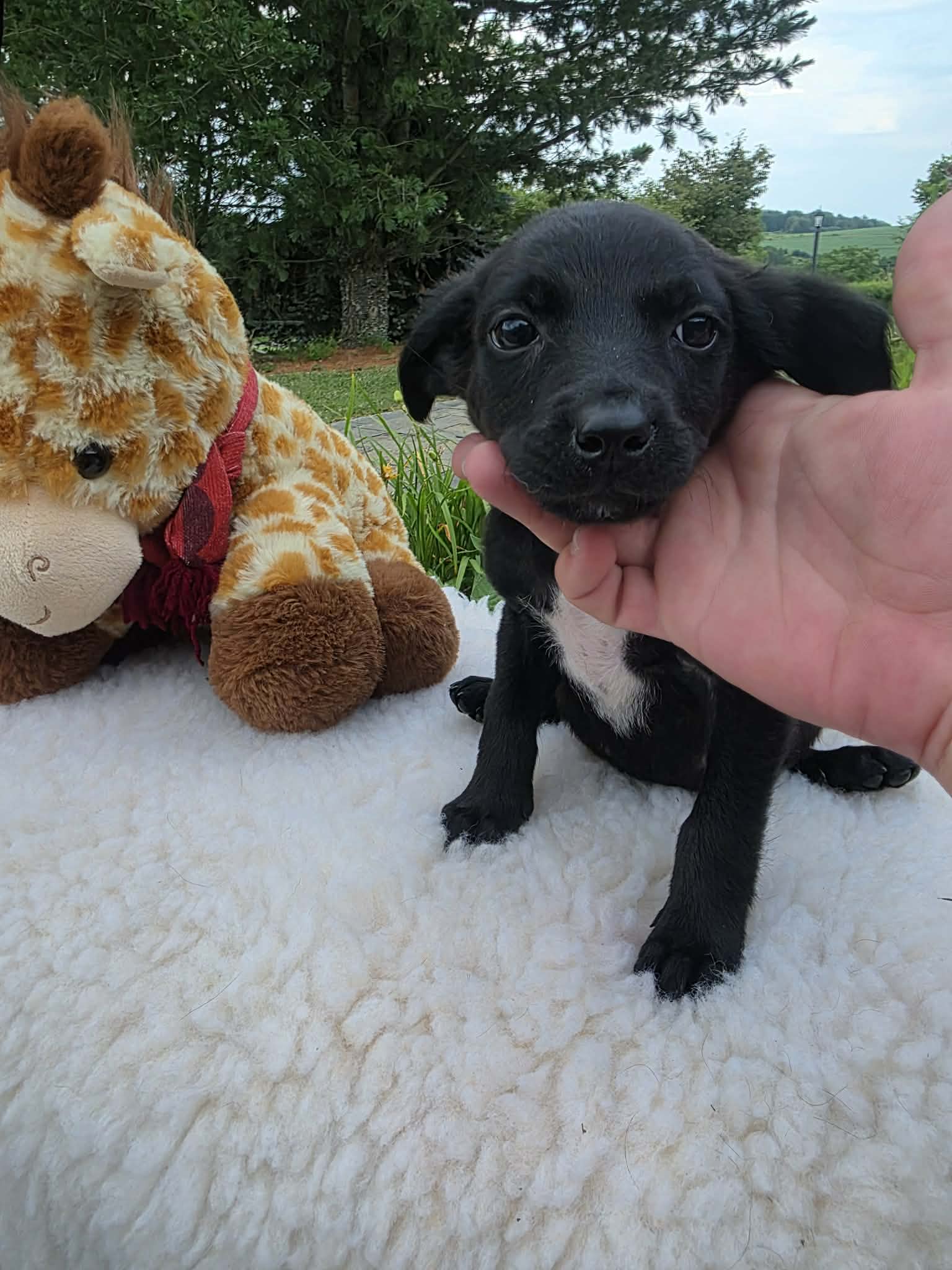 Tess Ny-Danielle - Labrador Retriever