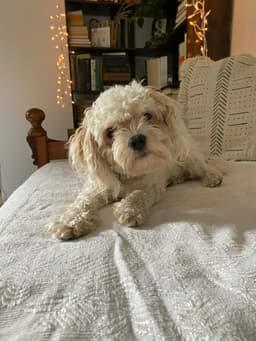 Teddy Courtesy Post Afton Ny image 1