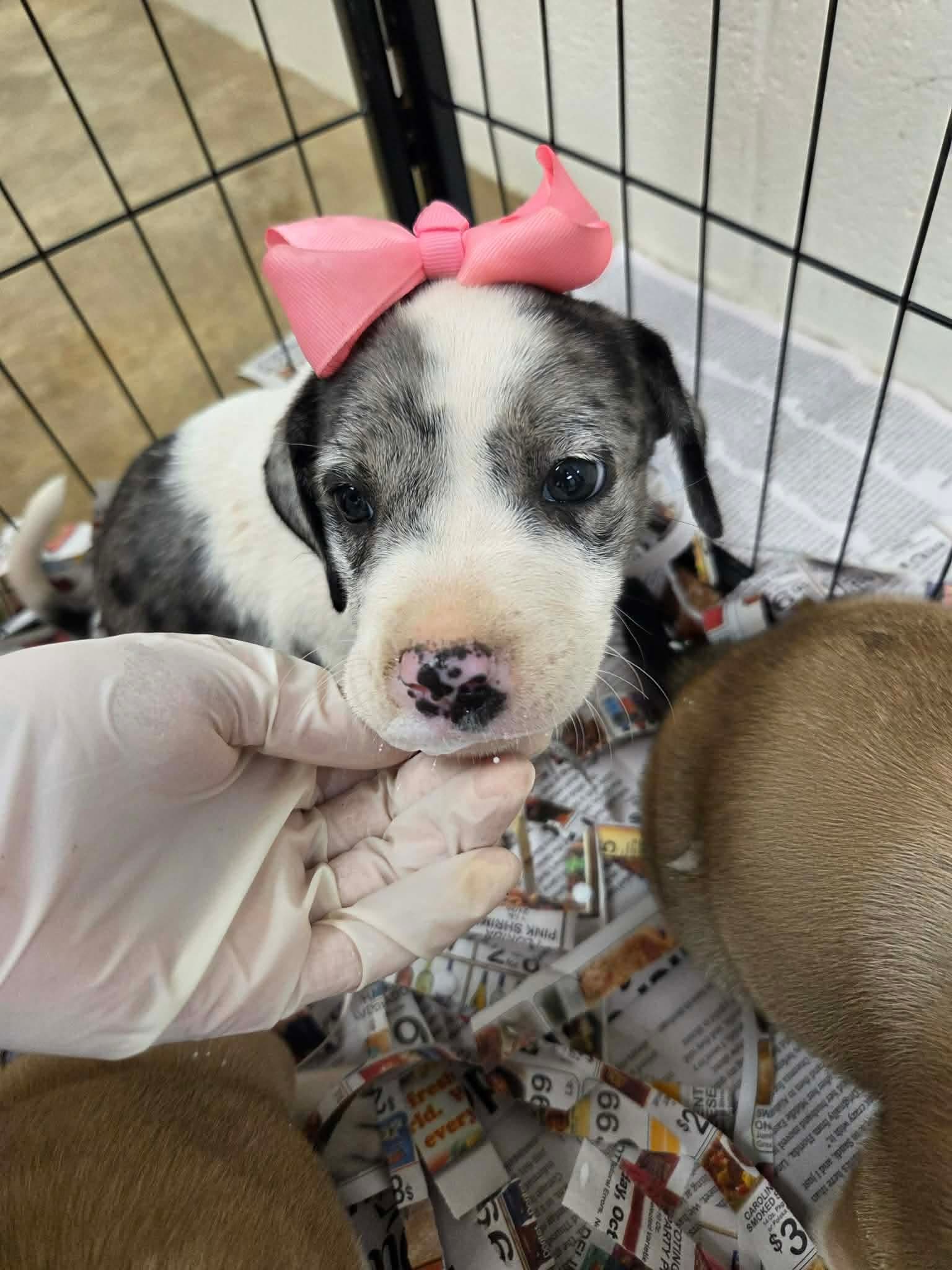 Daisy Ny-Lia - Catahoula Leopard Dog