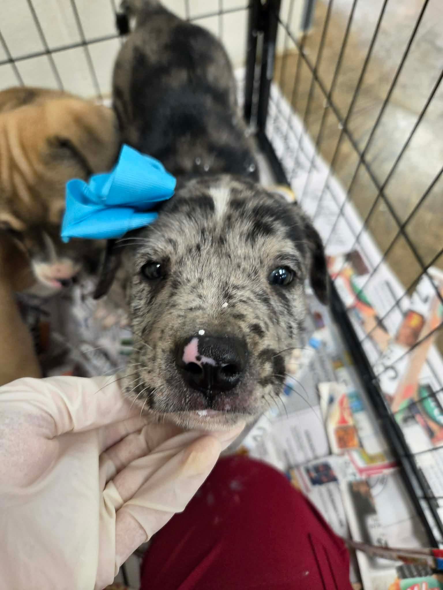 Duke Ny-Lia - Catahoula Leopard Dog