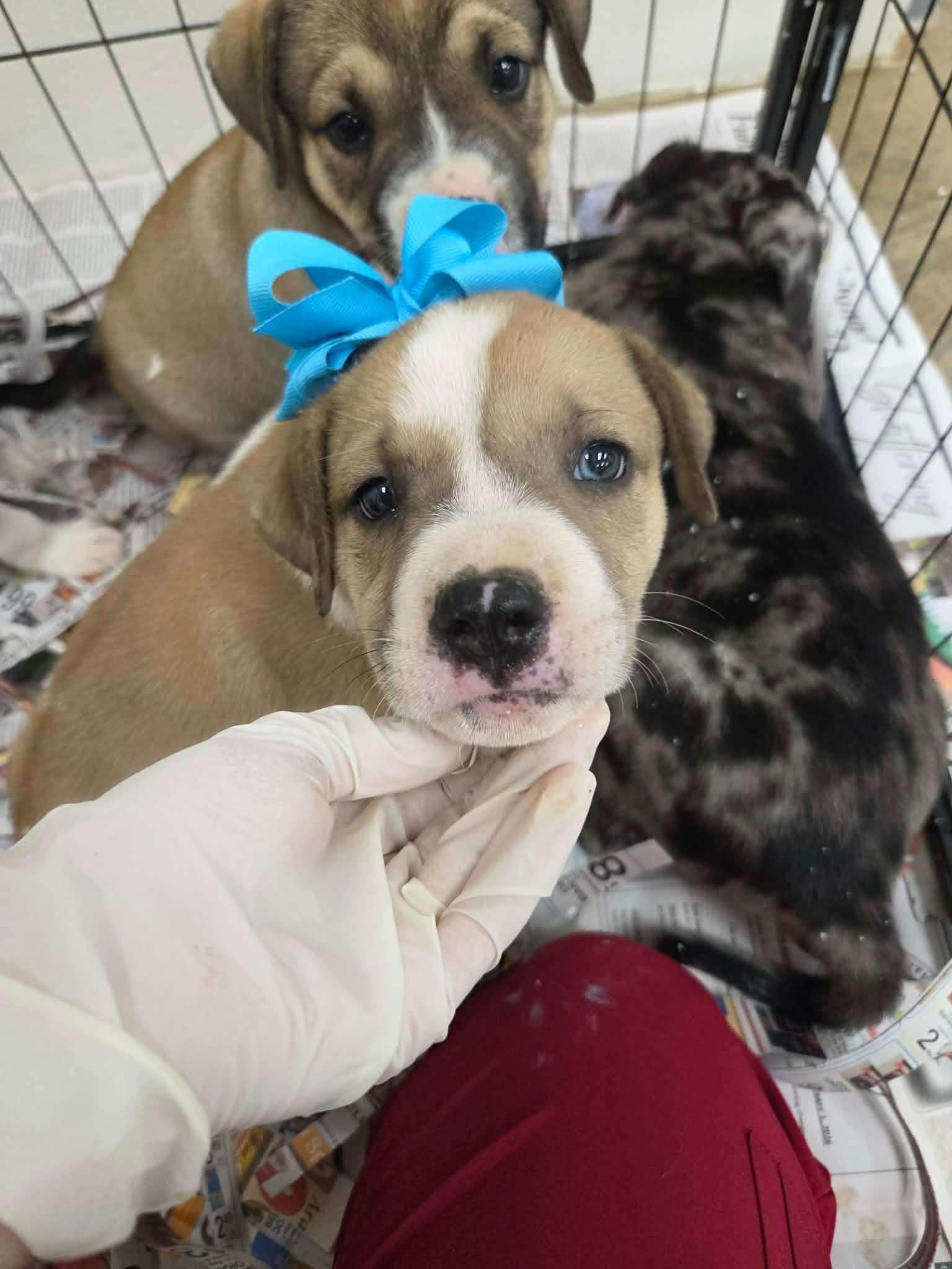 Oliver Ny-Lia - Australian Shepherd