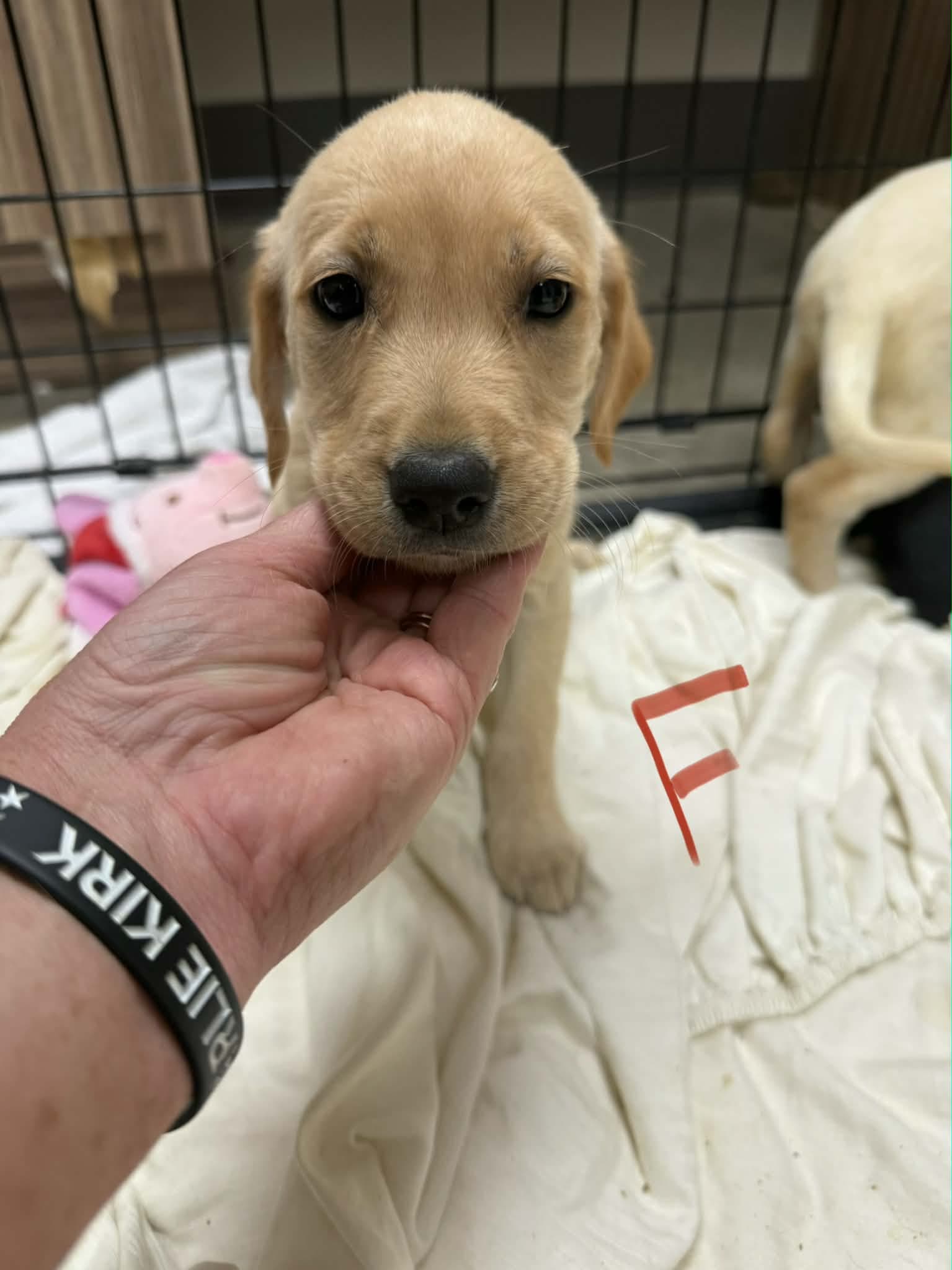 Penny Ny-Sarah - Golden Retriever