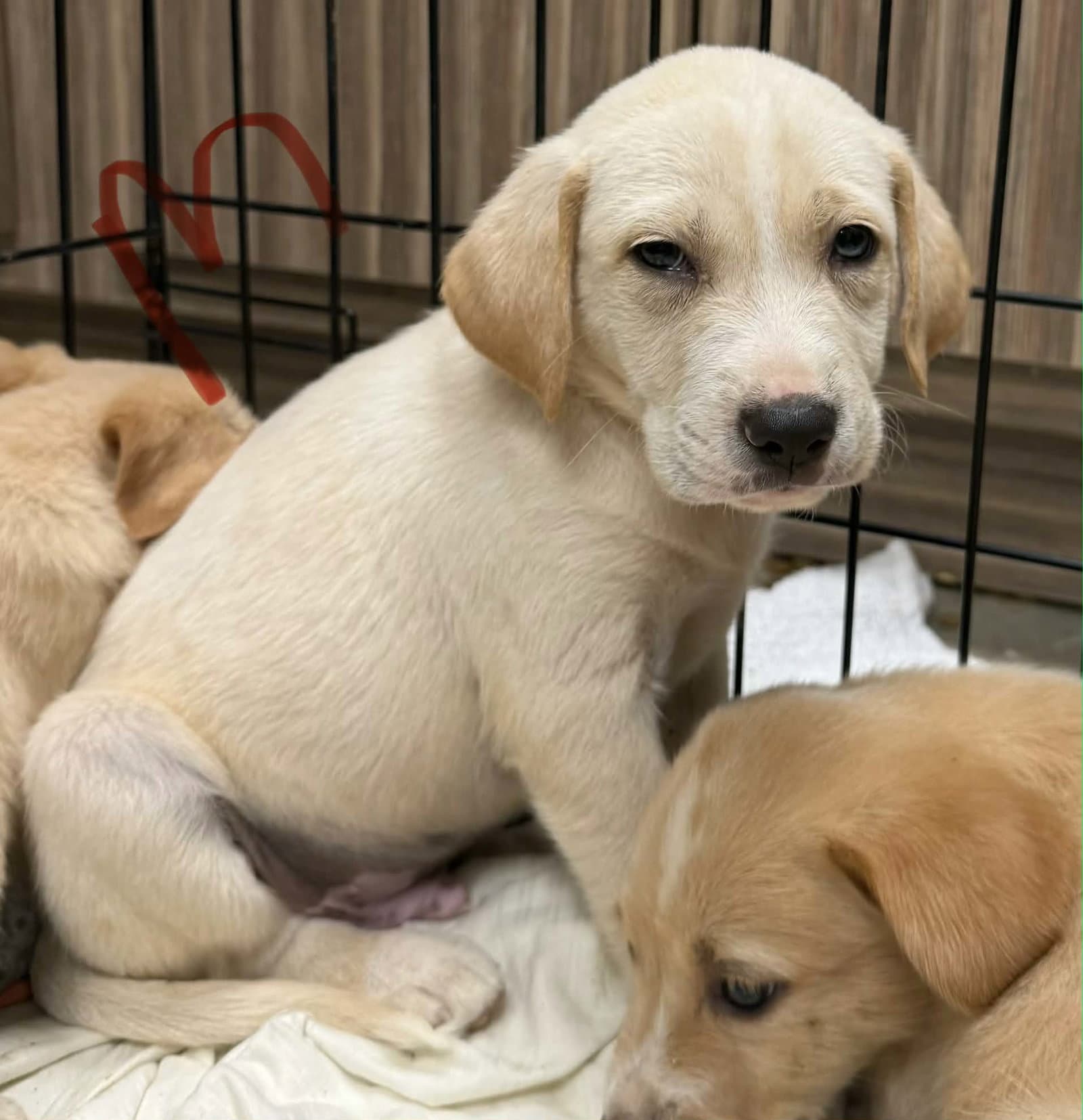 Pop Ny-Sarah - Golden Retriever