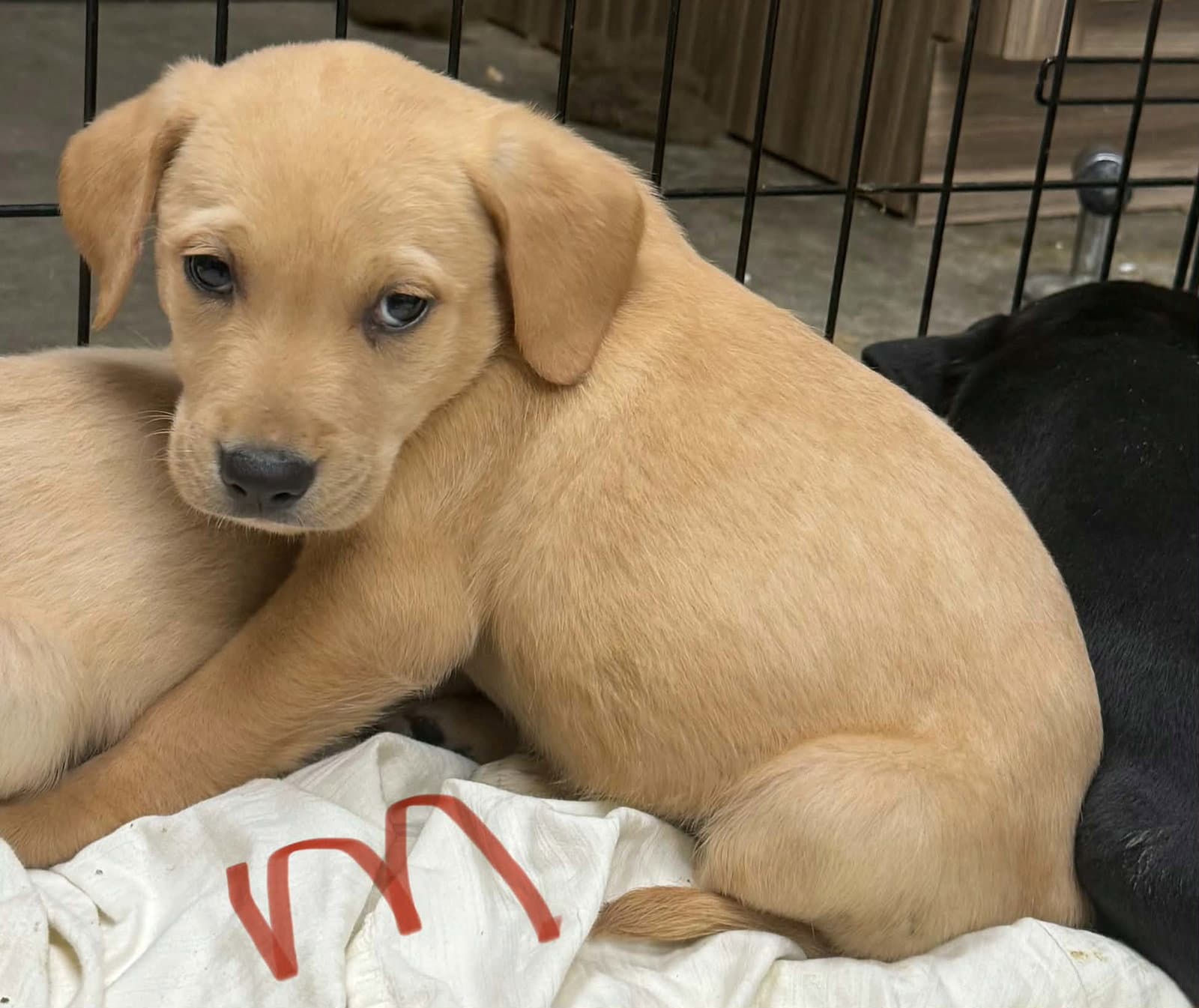 Pistachio Ny-Sarah - Labrador Retriever