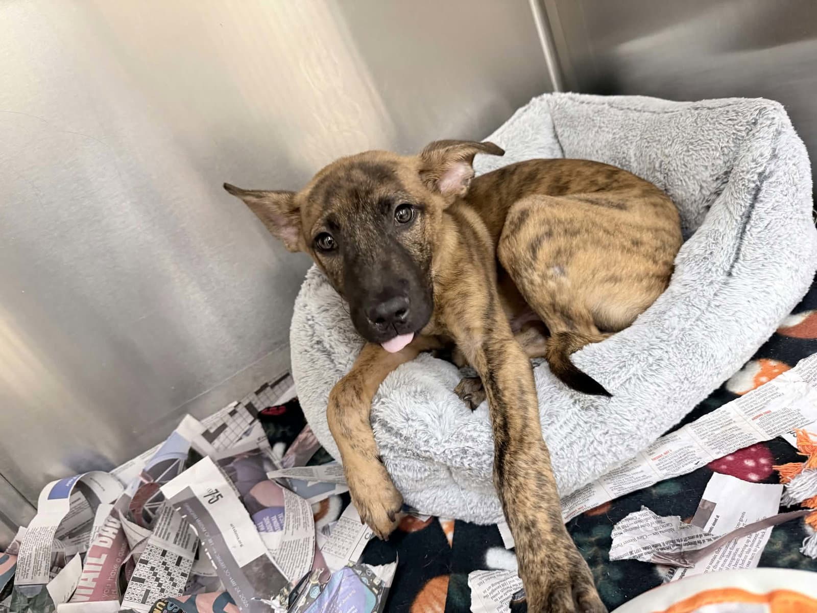 Harvey Ny-Shari Neutered