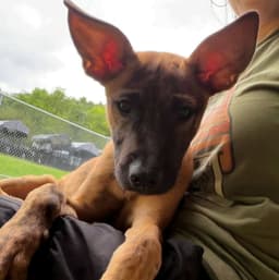 Harvey Ny-Shari Neutered image 2