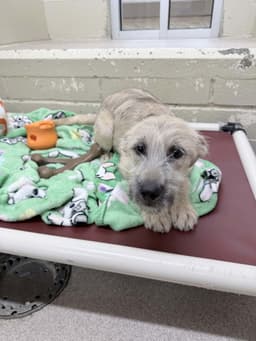 Esme Ny-Shari Spayed image 1