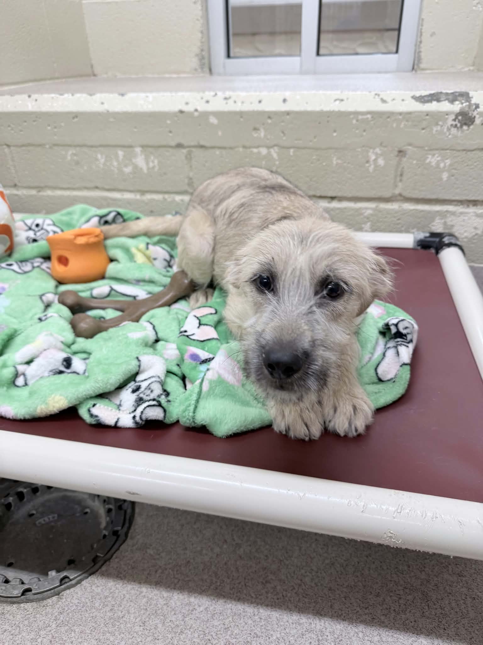 Esme Ny-Shari Spayed