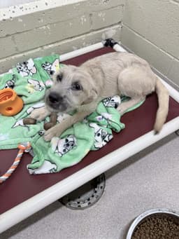 Esme Ny-Shari Spayed image 2