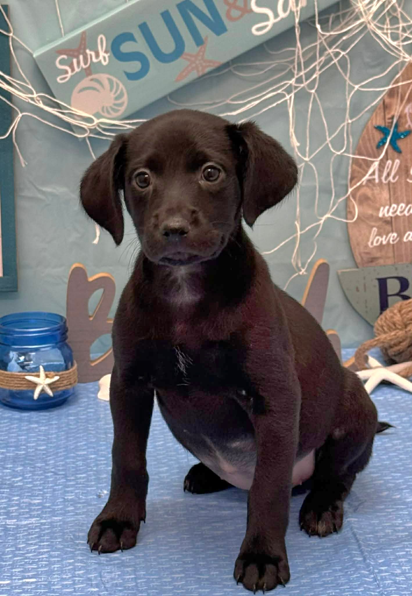 Kona Ny-Shari