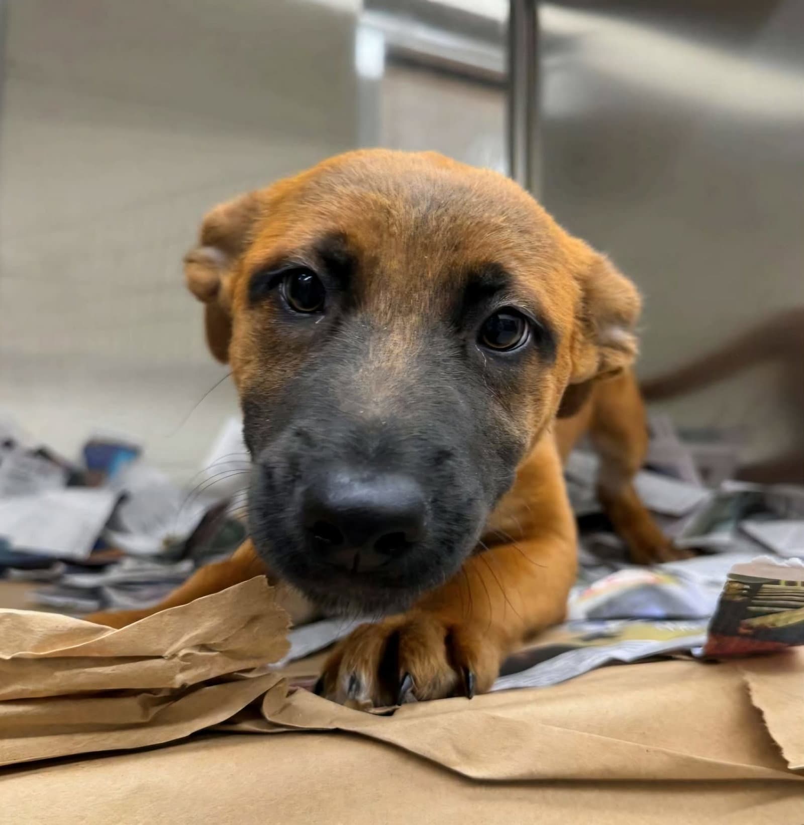 Nala Ny-Sarah Spayed - German Shepherd Dog