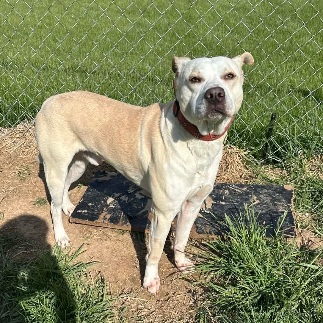 Puck - American Staffordshire Terrier