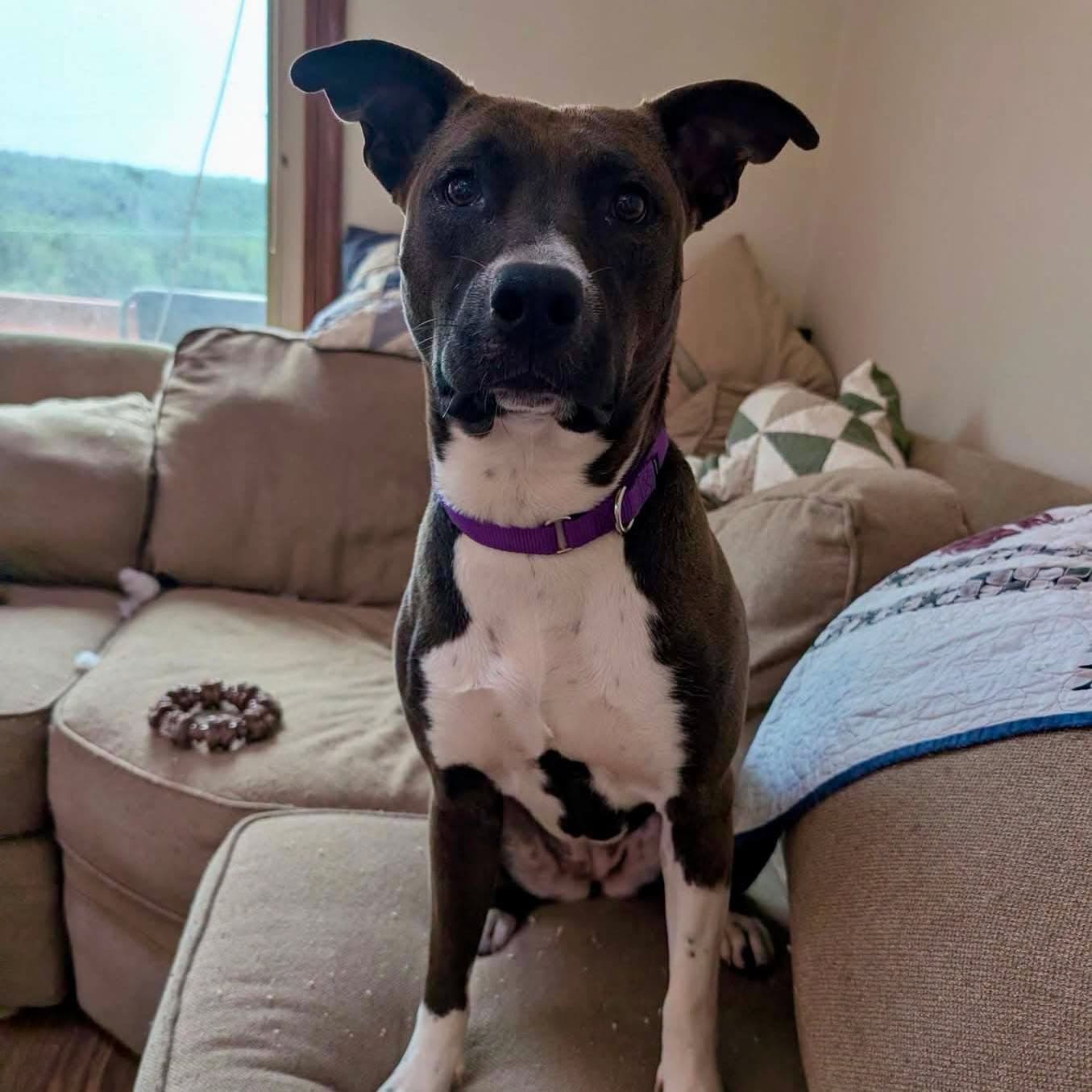 Vixen - American Staffordshire Terrier