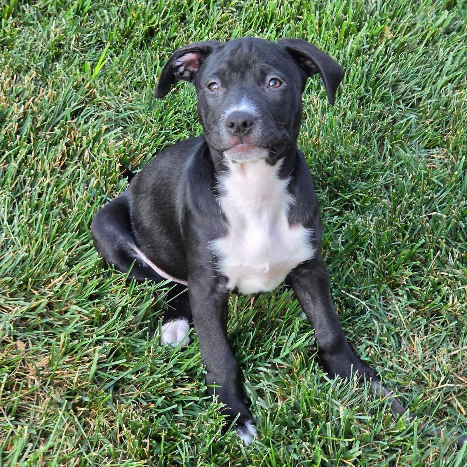 Sheva - American Staffordshire Terrier