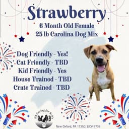 Strawberry image 1