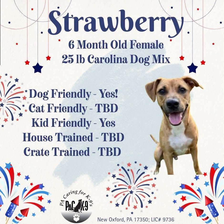 Strawberry - Carolina Dog
