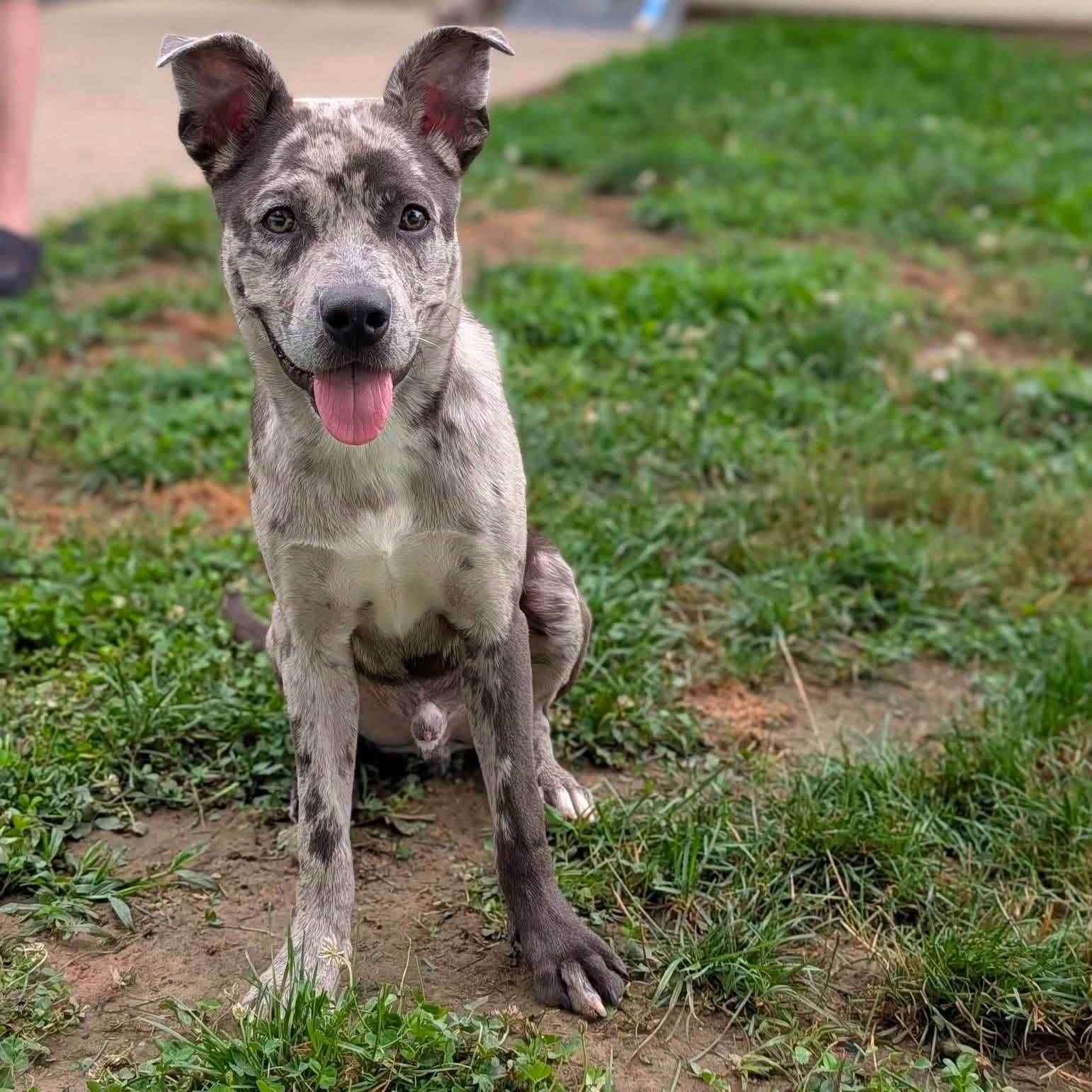 Otto - American Staffordshire Terrier
