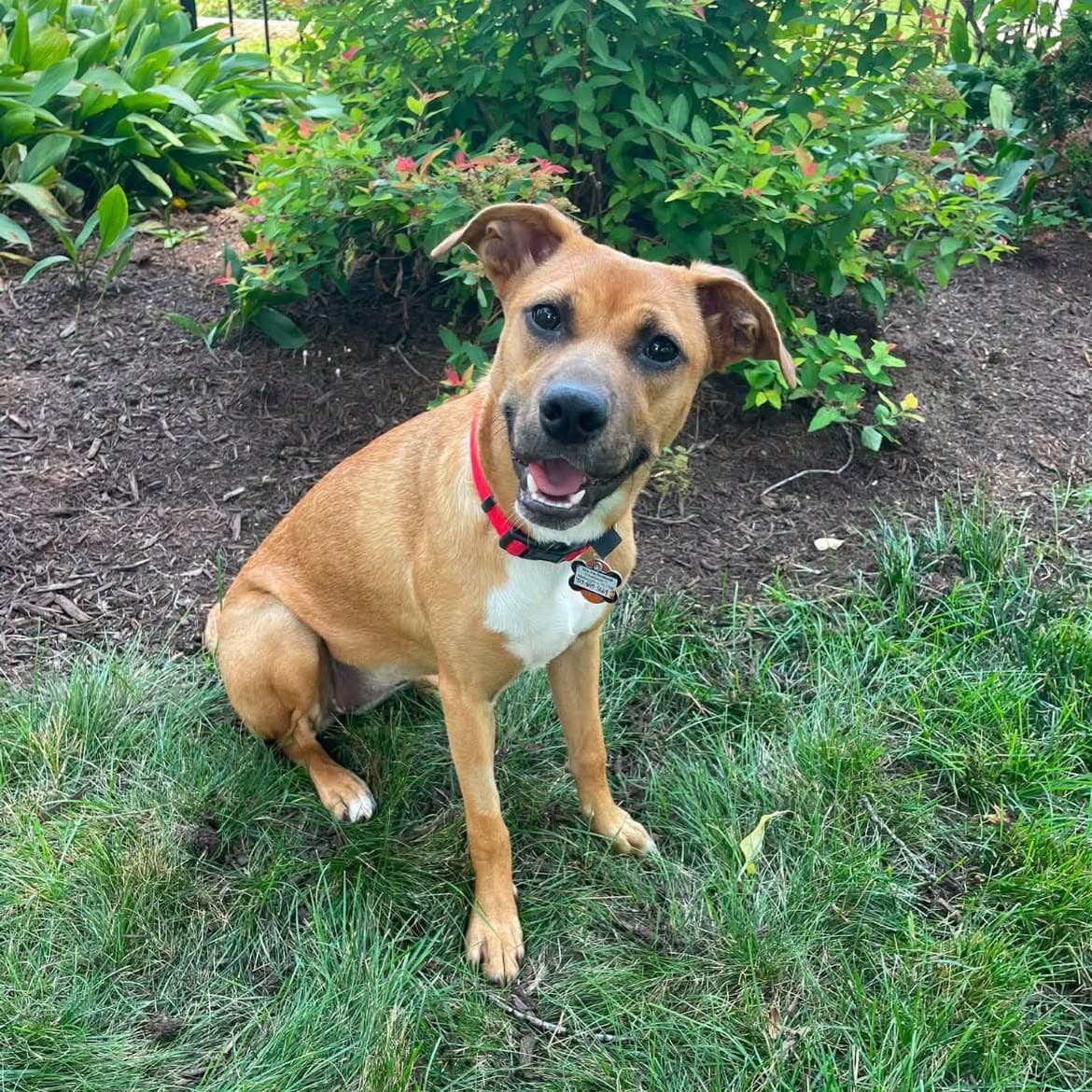 Strawberry - Carolina Dog