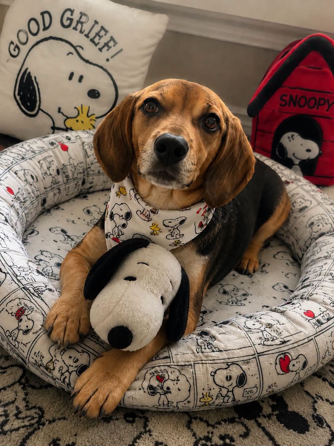 Lucy - Beagle