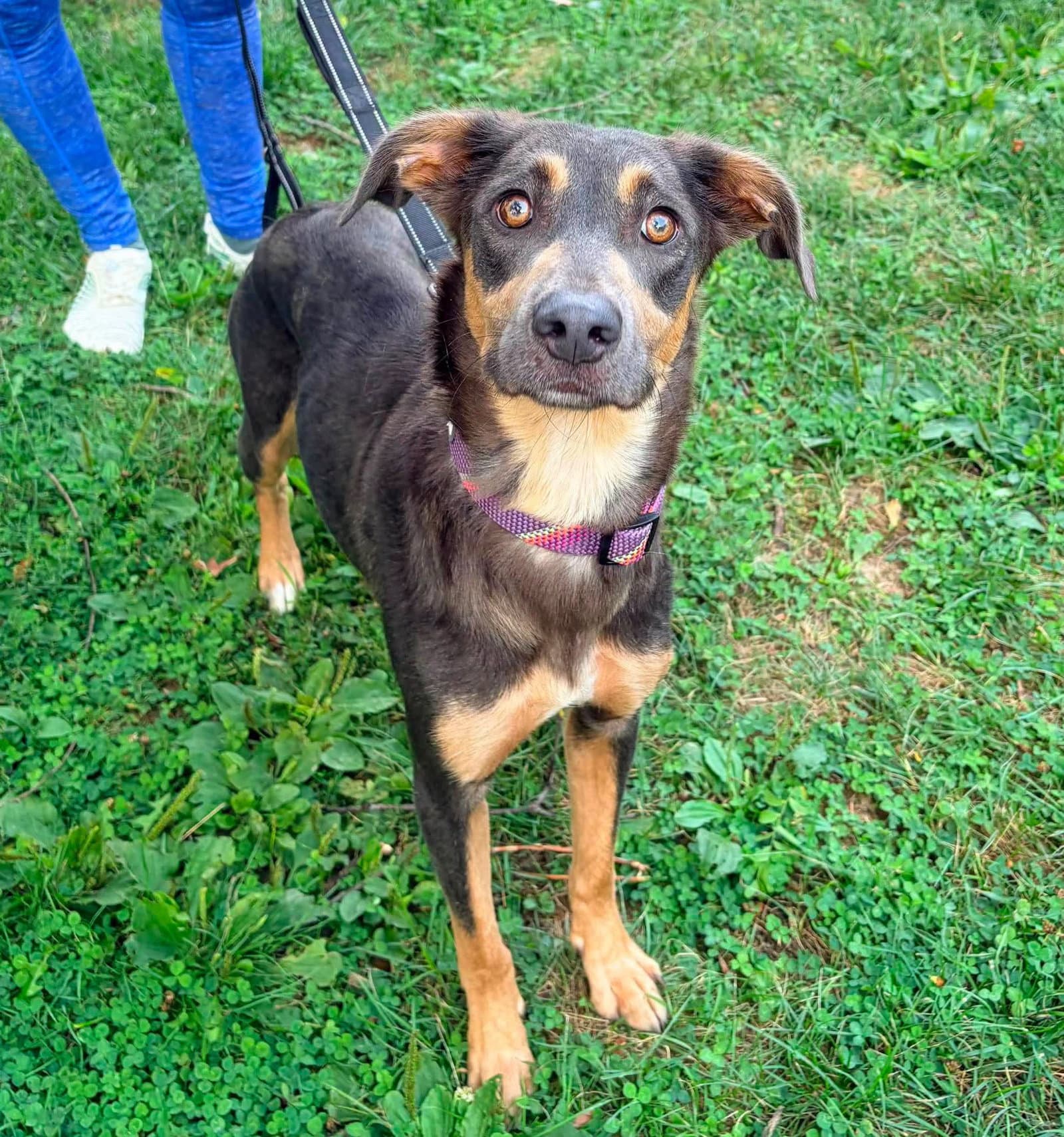 Patty - Doberman Pinscher