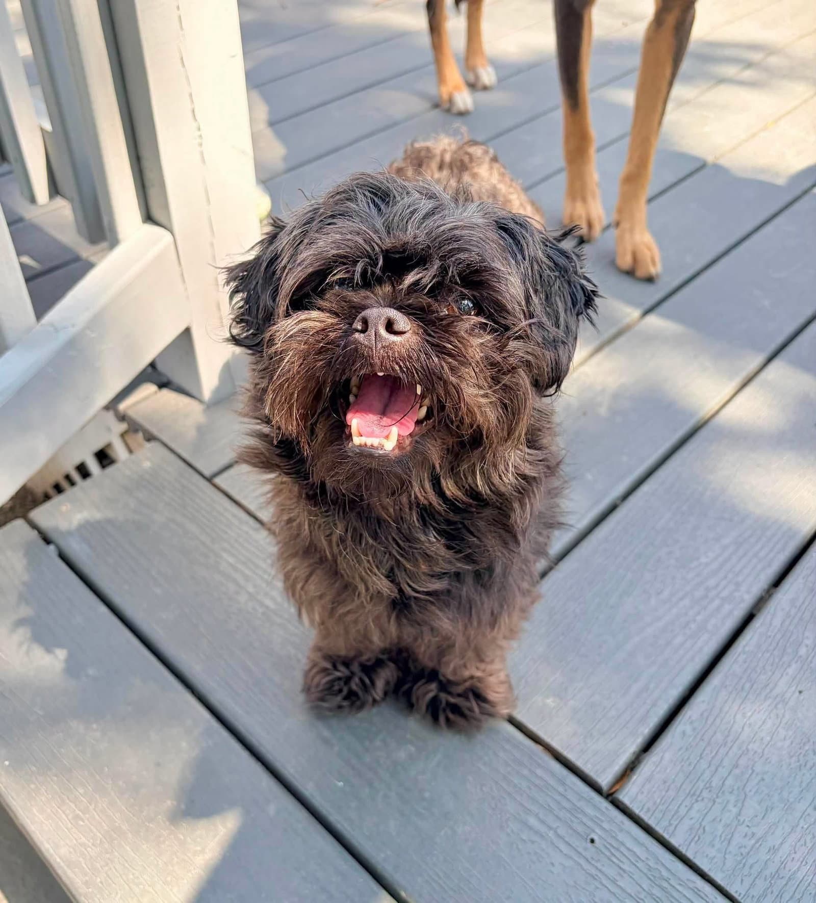 Olive - Shih Tzu