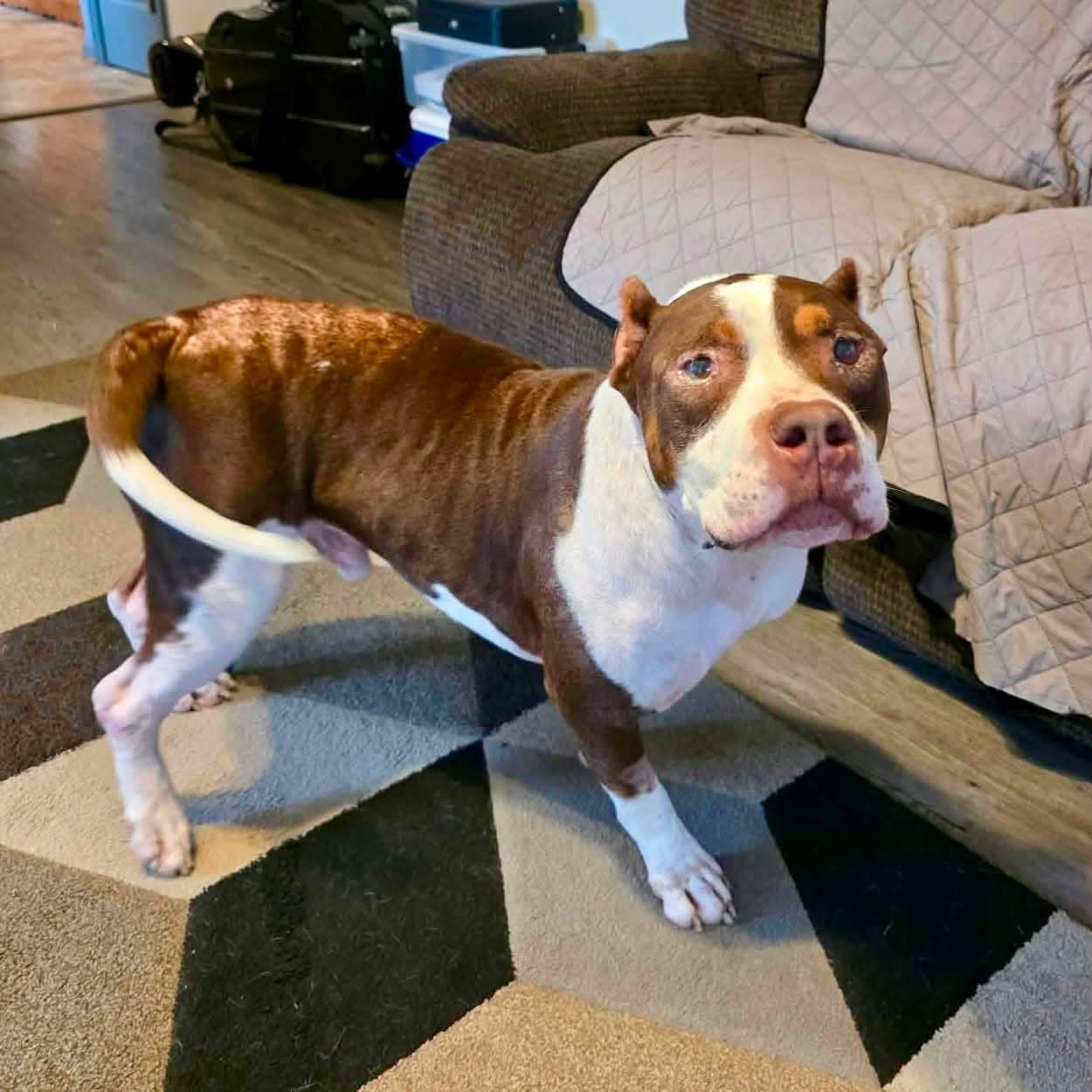 Mako - American Bulldog