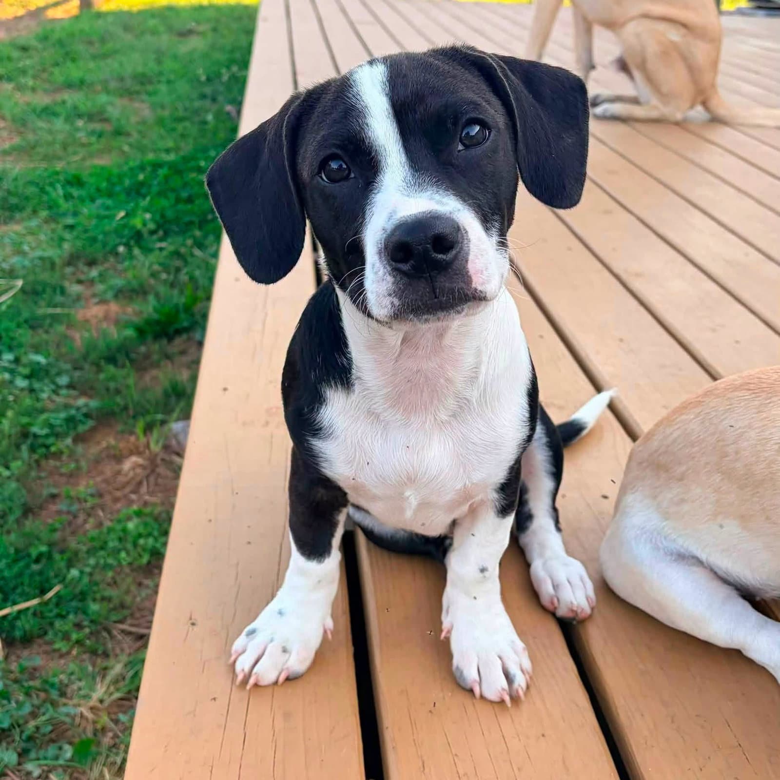 Licorice - Basset Hound