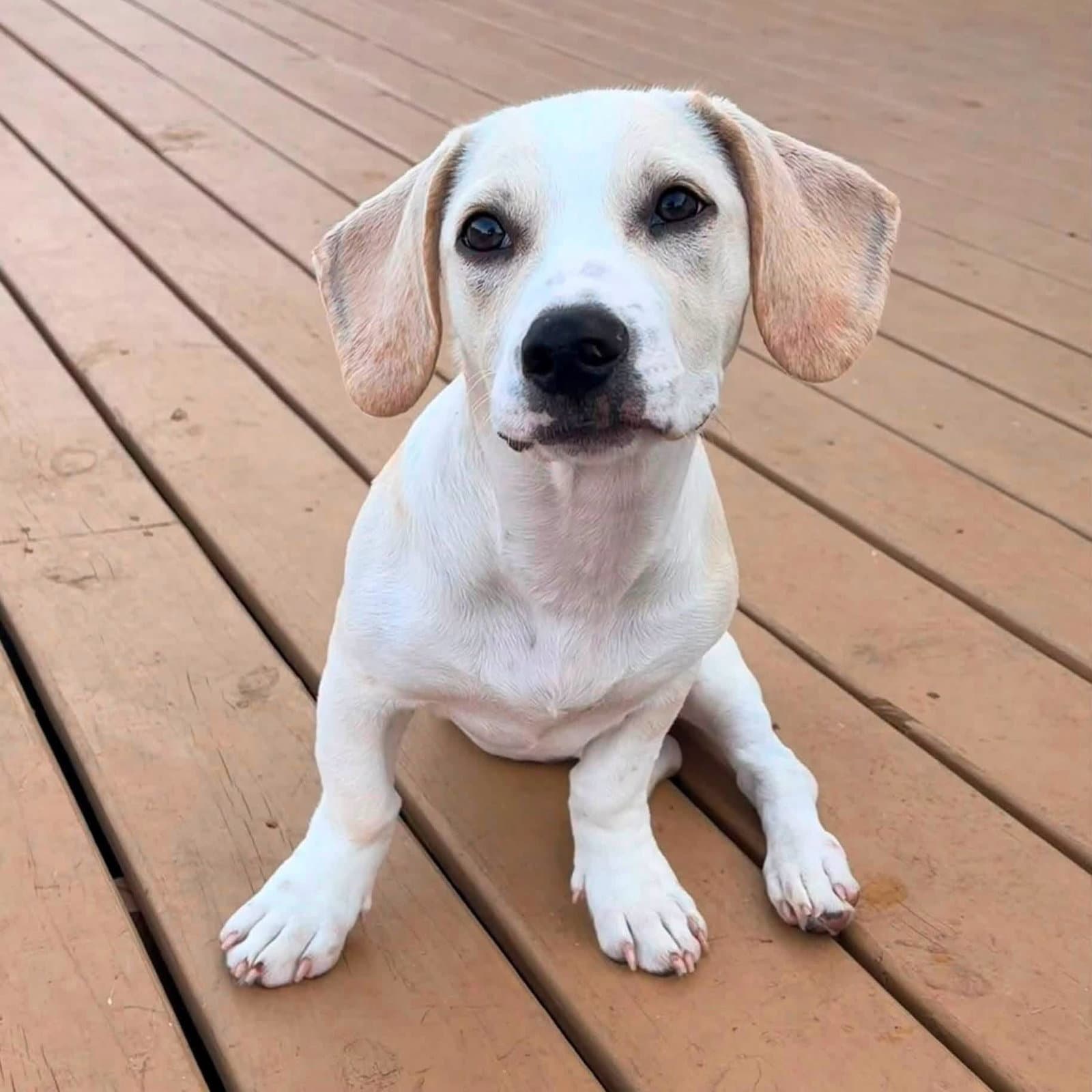 Toffee - Basset Hound