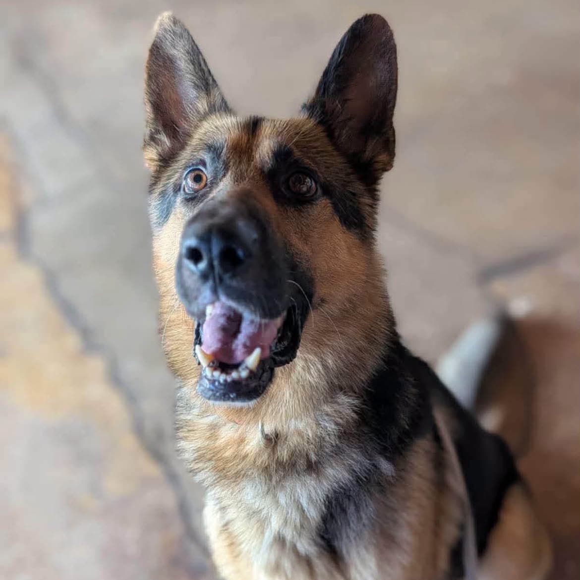 Hamburglar - German Shepherd Dog