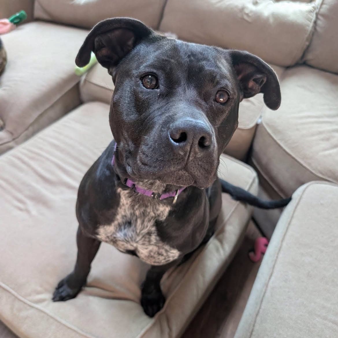 Rosie - American Staffordshire Terrier