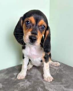 Marcie image 1