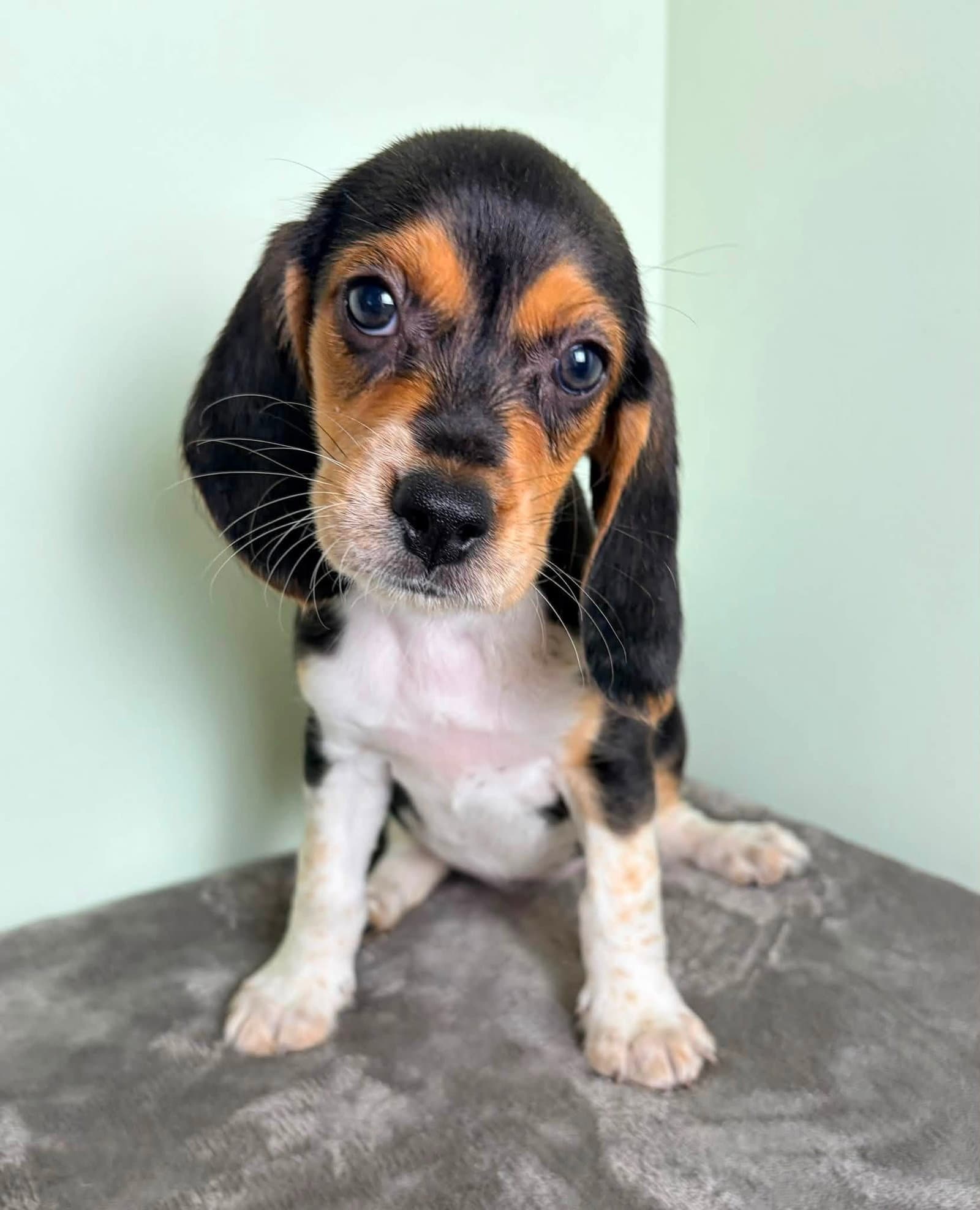 Marcie - Beagle