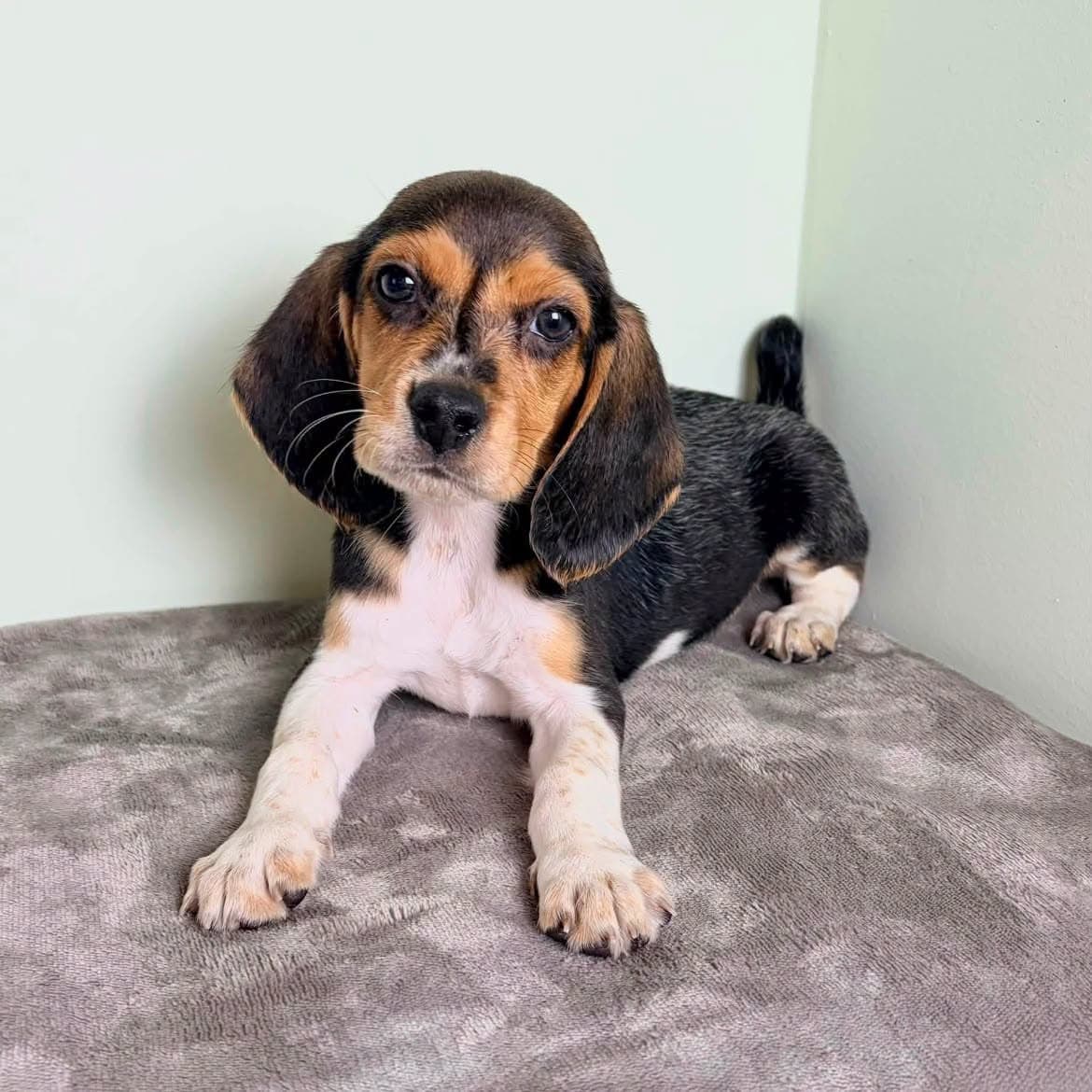 Sally - Beagle