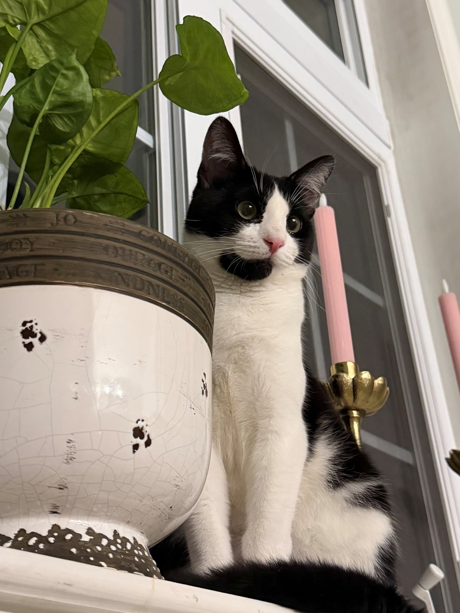 Unknown - Domestic Short Hair