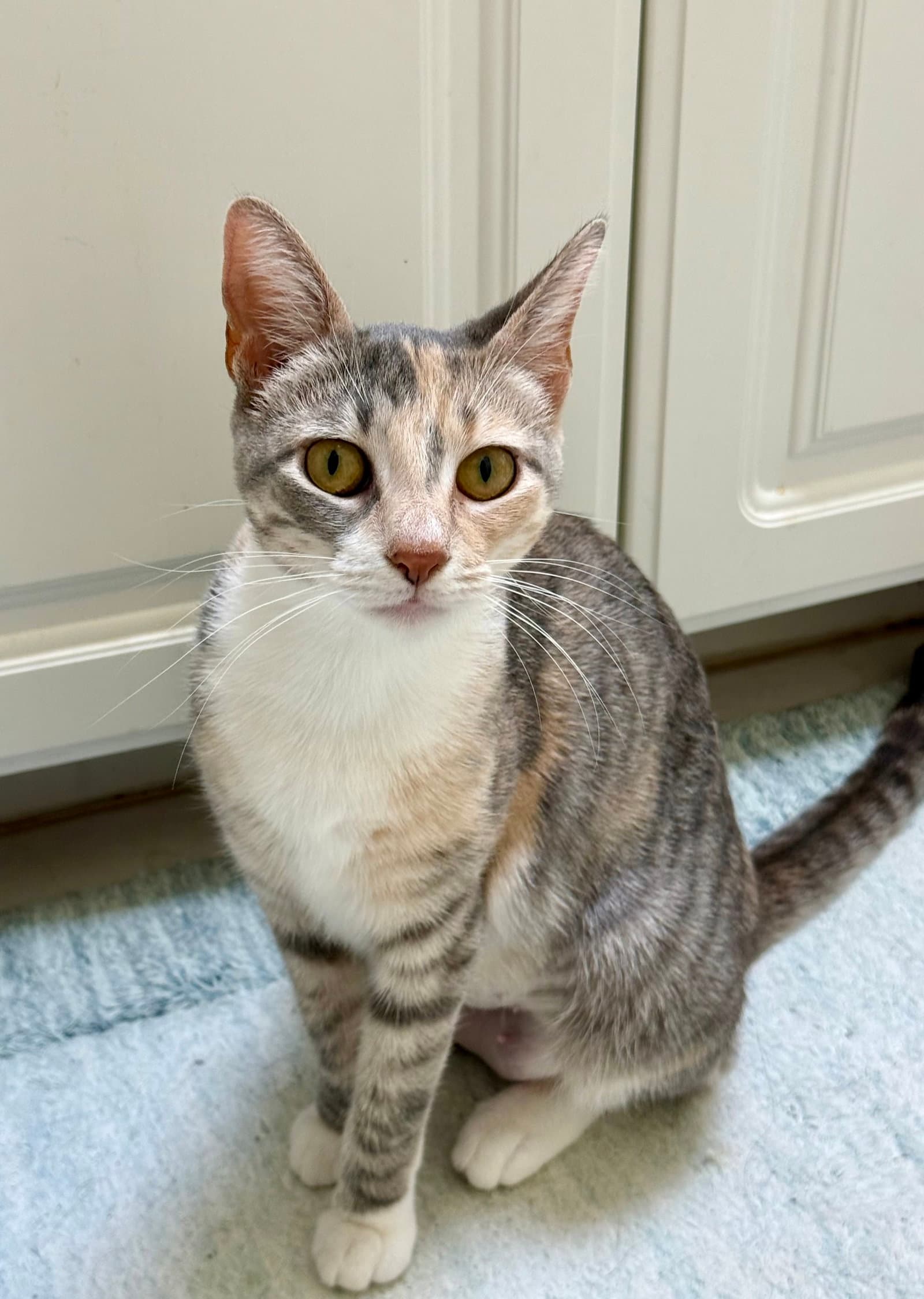 Thumbelina - Domestic Short Hair