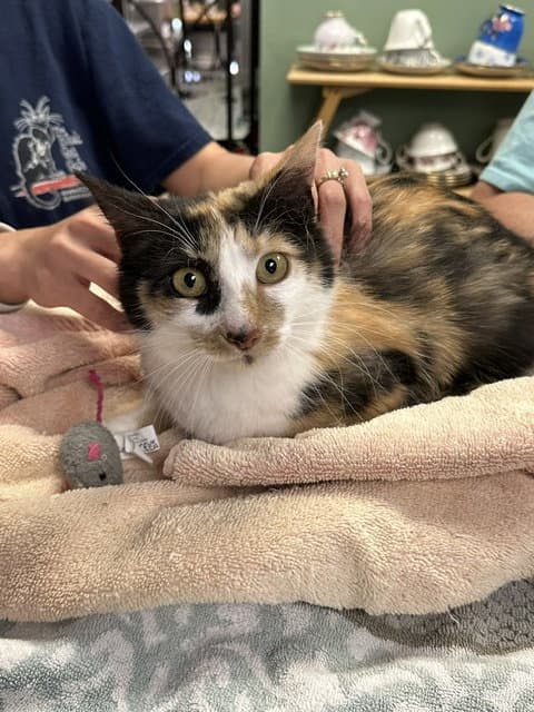 Flavia - Domestic Short Hair