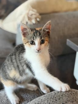 Rosita image 1