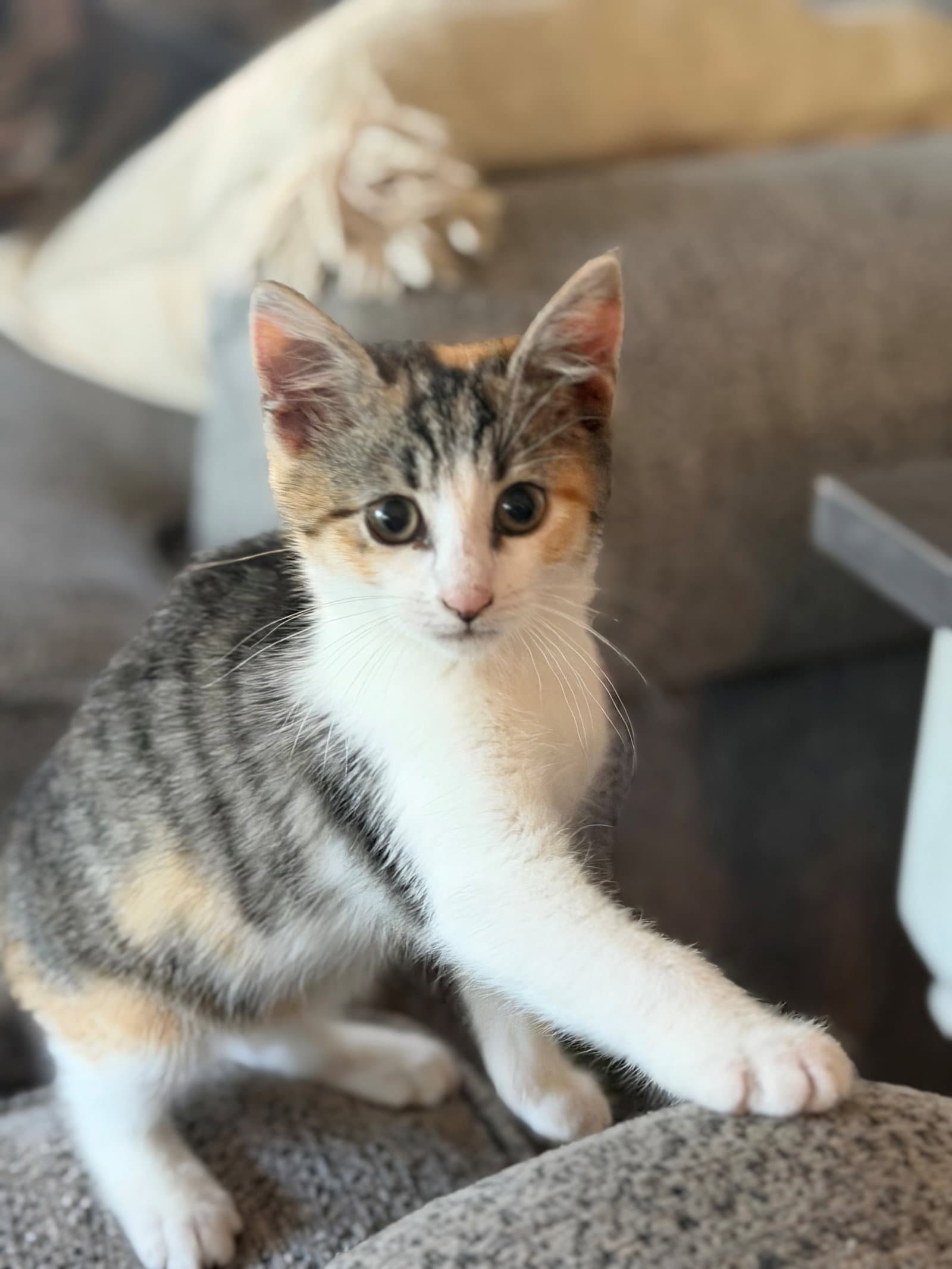 Rosita - Domestic Short Hair