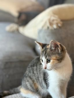 Rosita image 2