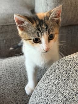 Rosita image 3
