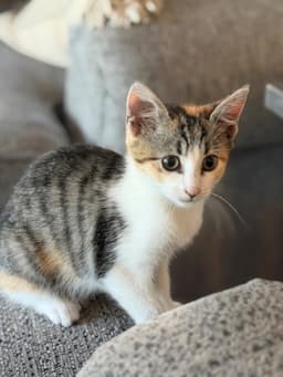 Rosita image 4